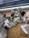 Bengal / Brittisk korthår kattungar
