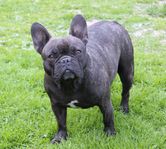 Fransk bulldogg tik