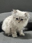 Ragdoll 