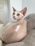 Devon rex kattunge