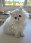 chinchilla perser kattungar