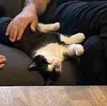 min katt