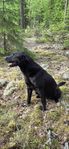 labrador valpar jaktlabrador skk stamtavla