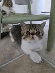 Besiktad kattunge flar för nytt hem
