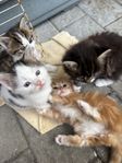 kattungar 