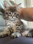 renrasig Maine coon 
