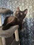 Kattunge Maine conne/bondkatt
