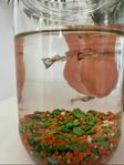 GUPPY 3 Stk.