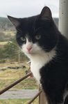 Katten Kaspar vill flytta till gård