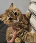 Brittiska långhåriga kattungar söker nytt hem