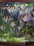 Scalarer manacapuru redbacks 
