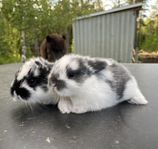 kaninungar Dvärgväxt