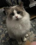 katten 