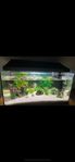 Akvarium 54L Aquael + tillbehör.