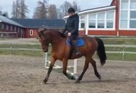 Snäll och utvecklingsbar 9-årig halvblodsalack 