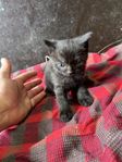 kattungar katter kattunge