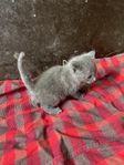 kattungar katter kattunge
