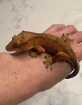 Pigg och snäll Ögonfransgecko