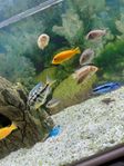 fisk komplett med akvarium 240L svart