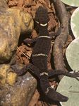 Kinesisk Grott Gecko. Goniurosaurus Hainanensis