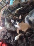 kattungar 
