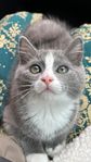 50% ragdoll kattunge 