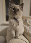 Ragdoll kattungar med stamtavla!