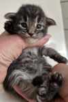 Norsk skogkatt stamtavla 