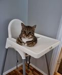 Ung katt söker för evigt hem