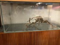 akvarium terrarium + transportbur till katt mm