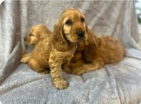 Engelsk cocker spaniel valpar