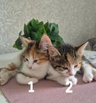 Två kattungar (honor)