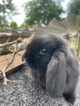 Dvärgvädur kaninunge 