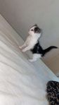 kattungar 