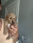 maltipoo valpar