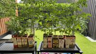 Tomatplantor