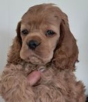 Amerilansk Cocker Spaniel SKK REG