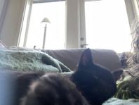 Världens sötaste och socialaste kattungar