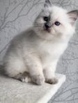 ragdoll - ragdollblandisar (87,5%)
