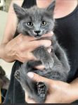 Norsk skogkatt 