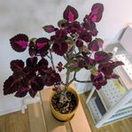 Palettblad (china rose med kruka)