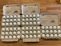 75 st Titleist Pro V1 // Årsmodell 2023-24 // Toppskick!