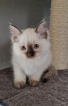 Ragdoll/Birma hona leveransklar