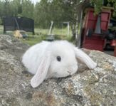 gosiga tama Dvärgvädur bebisar