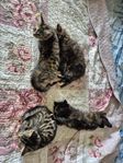 kattungar 