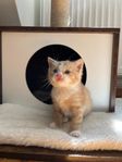tre mysiga kattungar till salu!