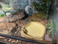 Terrarium med Majsorm