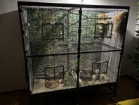 4 zebrafinkar inkl stor fågelbur och tillbehör