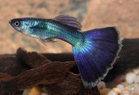 Guppy-fiskar med tillbehör och akvarier till salu