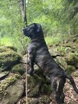 SKK Cane Corso-hane på 1 år söker nytt hem via uppfödare